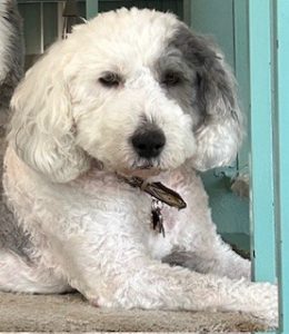 Lulu