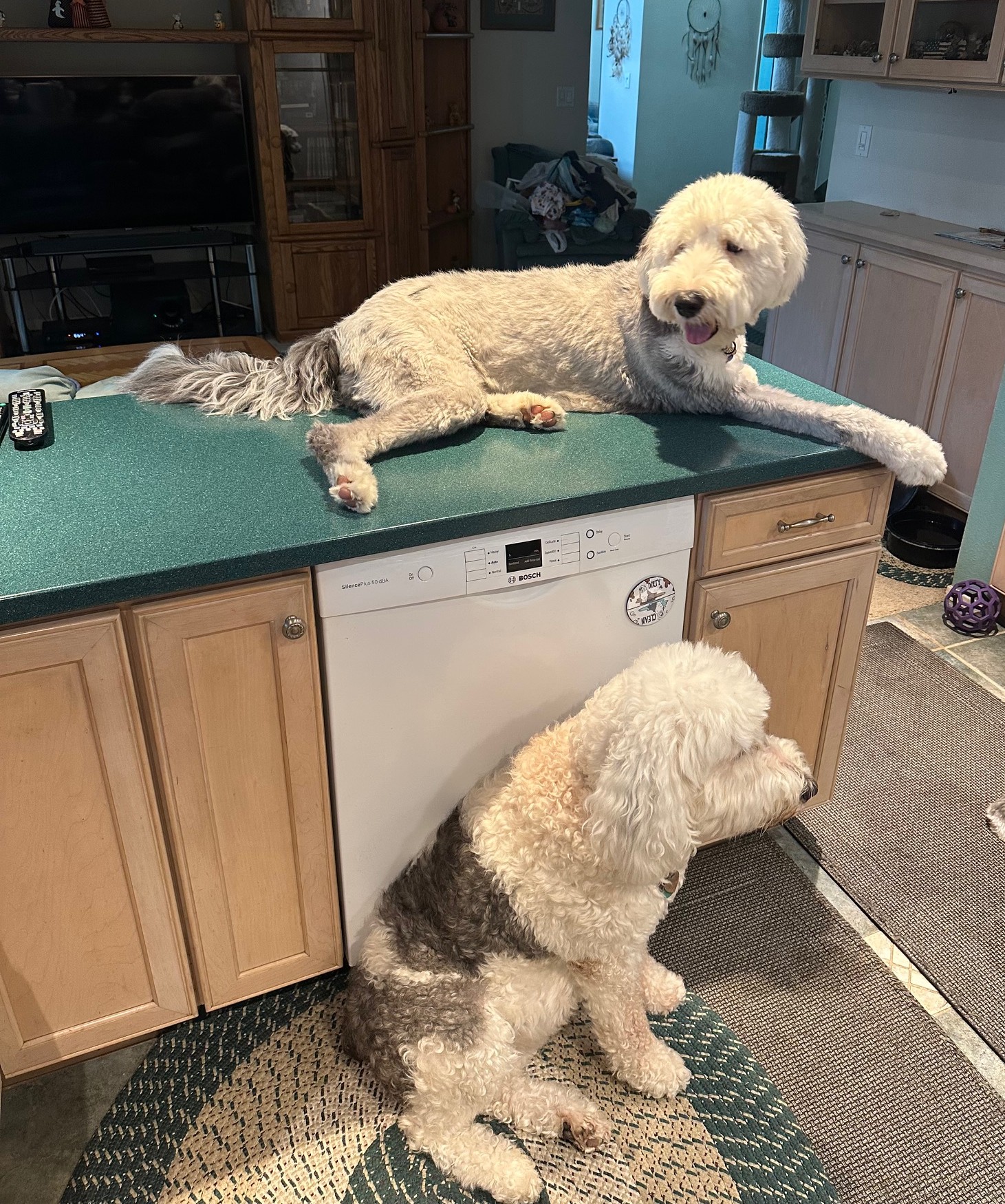 dog on kitchen counter