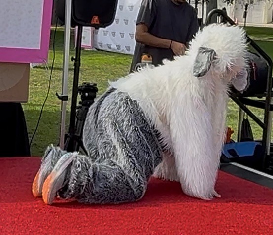 man posing in a dog suit